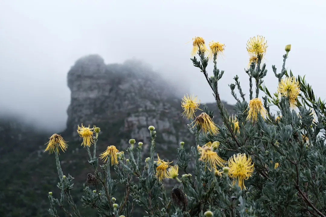 Afrique du Sud