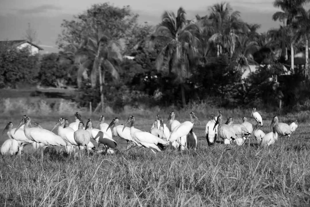 Pantanal