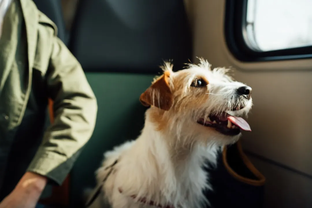 Comment voyager avec son animal de compagnie